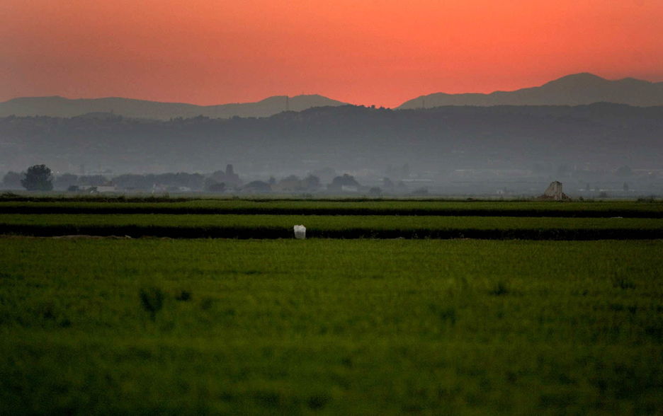 Los arrozales de La Albufera. EFE/KAI FÖRSTERLING