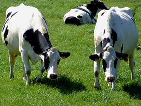 Vacas de raza frisona, de Cantabria