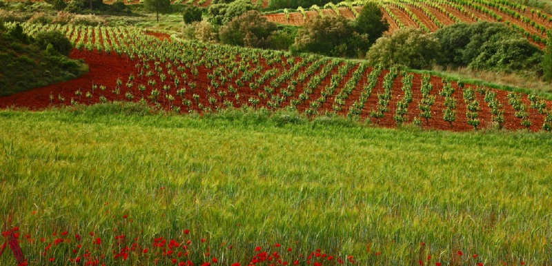 Campos de vino en Fontanars dels Alforins
