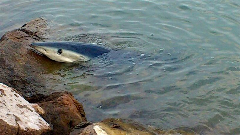 Tiburón sacrificado en las playas de Valencia. (Foto: Ayuntamiento de Alboraya)